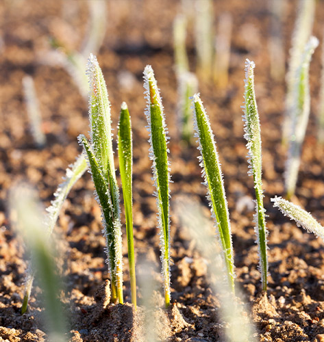 Jacksonville Helicopter Frost and Ice